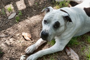 Argus - The Odyssey - American Bulldog - Working American Bulldog