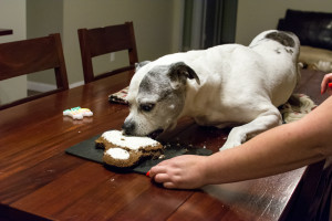 Sasha-13-Cake-Bite-2