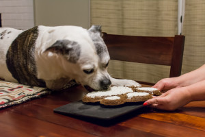 Sasha-13-Cake-Chomp