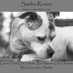 Sasha In Our Hearts